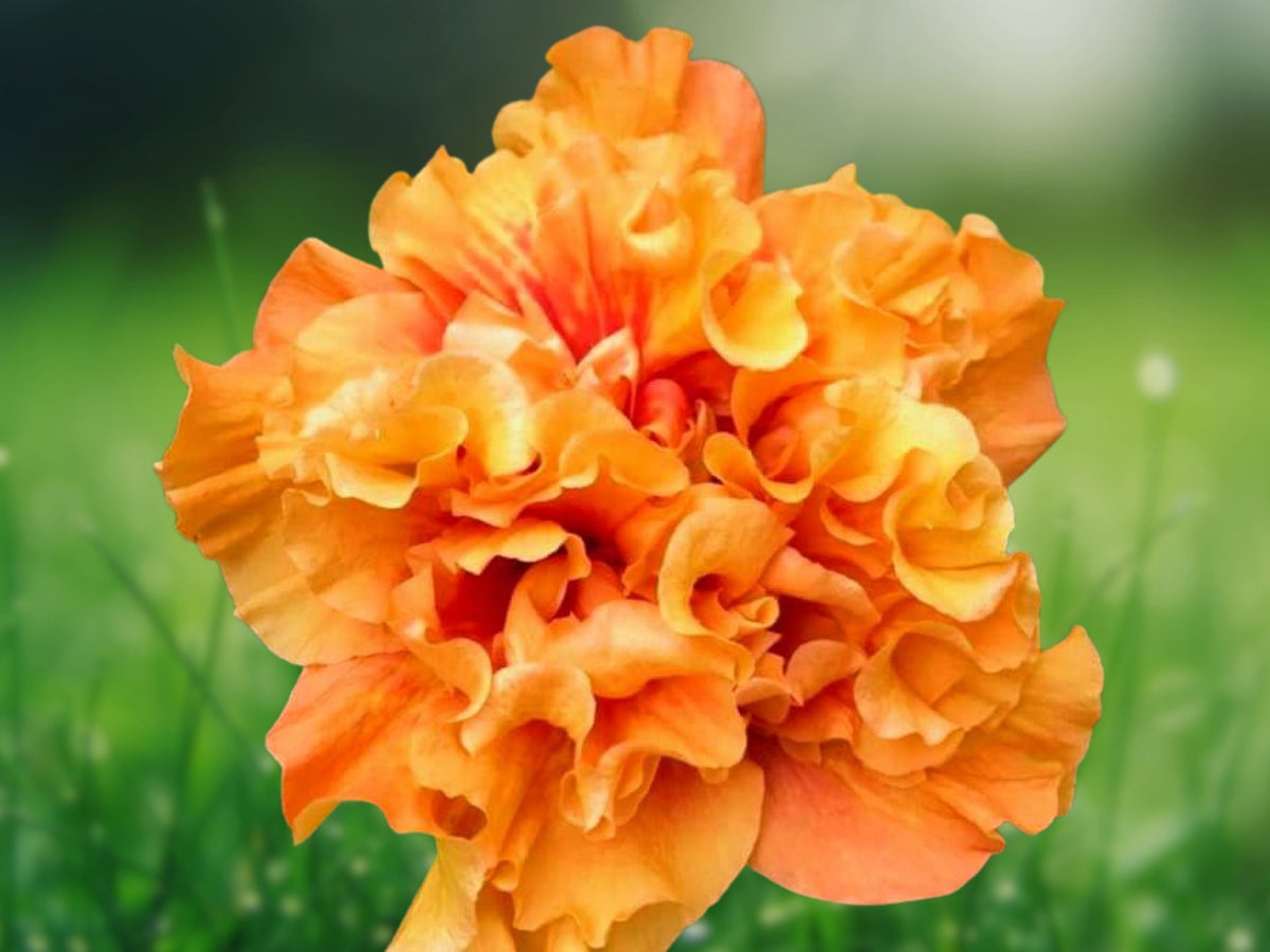 20 Seeds Double Yellow Orange Hibiscus Hardy Tropical Perennial Ruffled Bicolor Blooms Easy Grow Patio Garden Plant