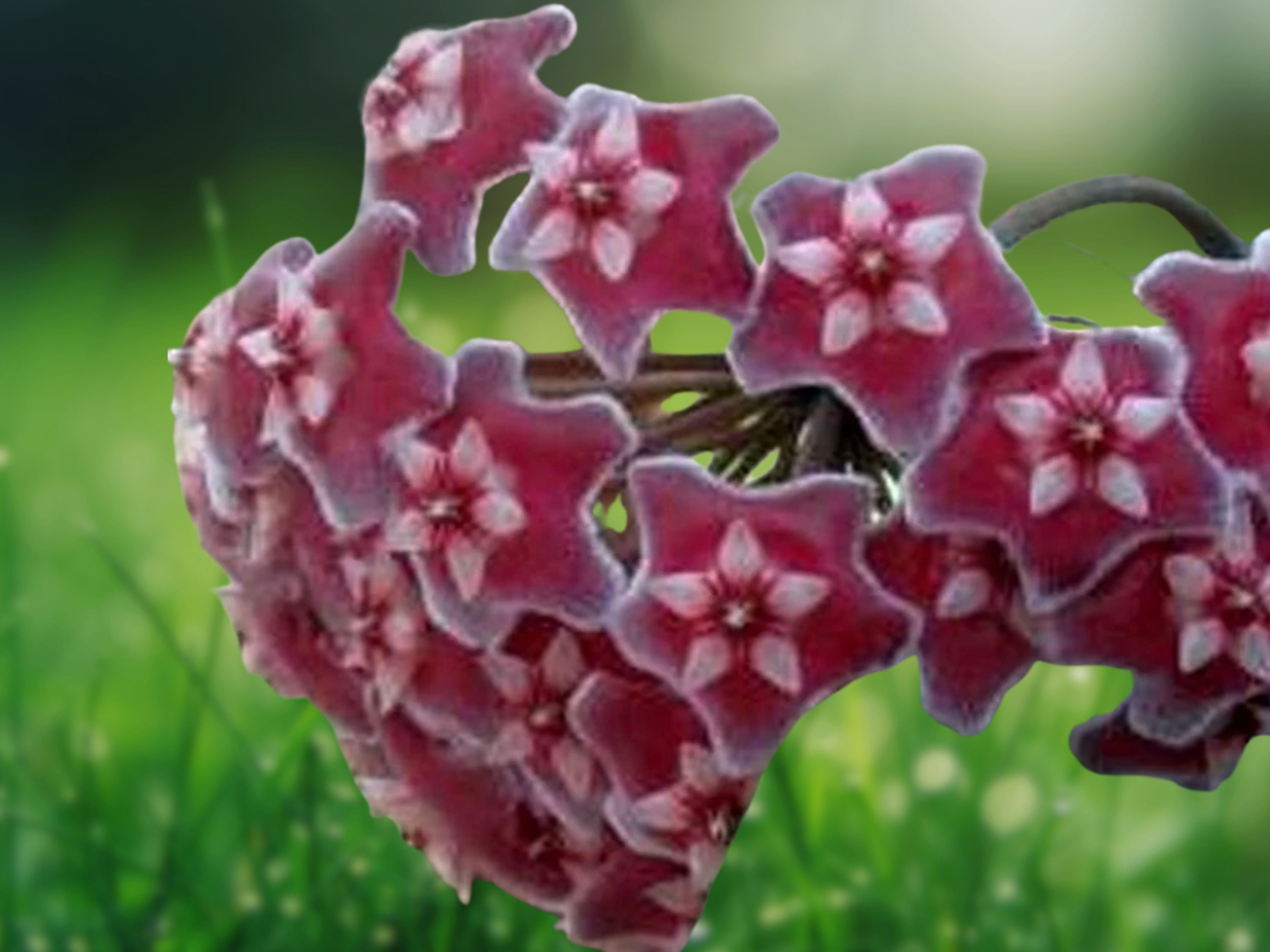 1 Live Plant Hoya Pubicalyx Wax Plant Tropical Vine 5 inch Mottled Silver Leaf
