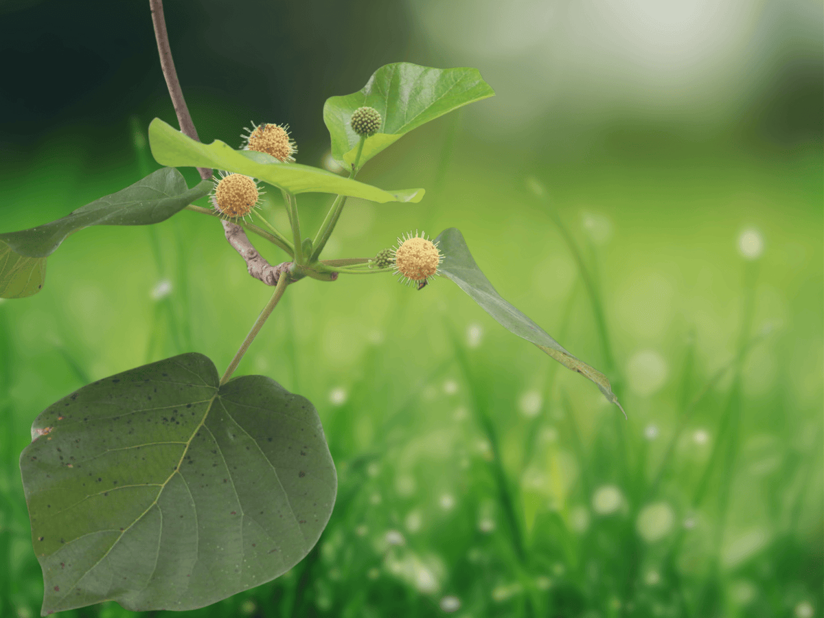 10 Seeds Haldinia cordifolia (Adina cordifolia) Heart Leaf Adina