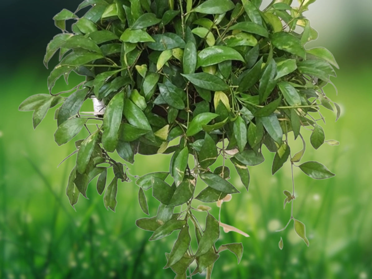 1 Live Hoya lacunosa Tropical Wax Vining Plant Rooted Starter in 2.5 Inch Pot Fragrant Flowering Houseplant