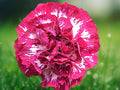 100 Seeds Dianthus Caryophyllus Carnation Audrey Robinson Double Red Fragrant Hardy Perennial
