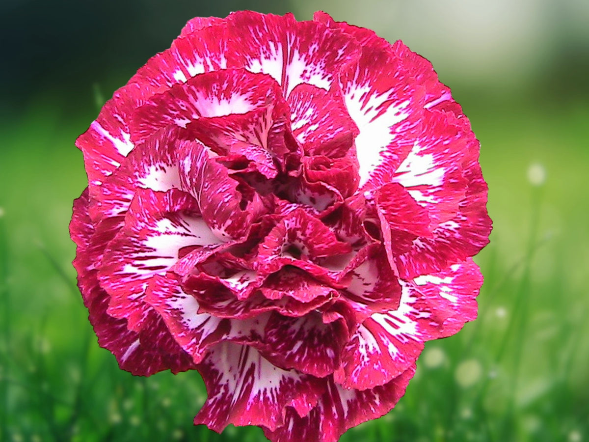 100 Seeds Dianthus Caryophyllus Carnation Audrey Robinson Double Red Fragrant Hardy Perennial