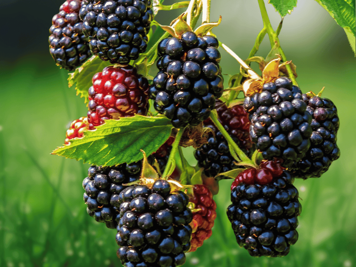 1 Live Plant Twilight Blackberry Starter Plug Thornless Rubus