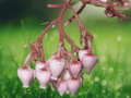 5 Seeds White Leaved Manzanita Arctostaphylos viscida Drought Tolerant Shrub