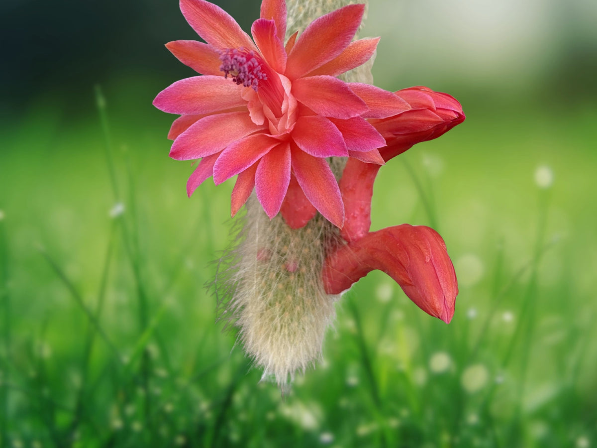 1 Live Plant Monkey Tail Cactus (Cleistocactus winteri ssp. colademononis) 2" Pot Fuzzy Trailing