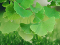 1 Live Plant Ginkgo Tree Ginkgo biloba Bare Root Hardy Ornamental Tree