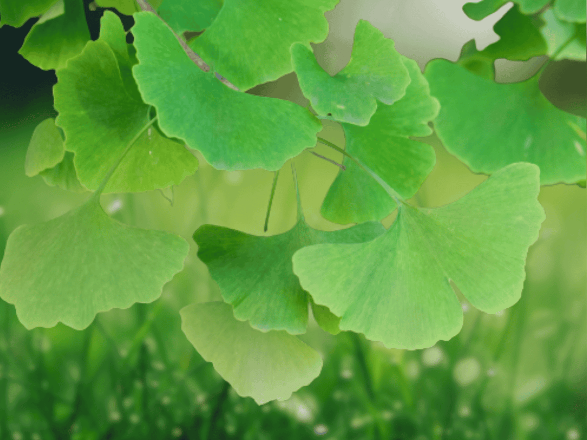 1 Live Plant Ginkgo Tree Ginkgo biloba Bare Root Hardy Ornamental Tree