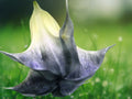 10 Seeds Black Angel Trumpet Brugmansia Hybrid Deep Maroon Double Blooms Fragrant Tropical Flower Tree Exotic Patio Plant