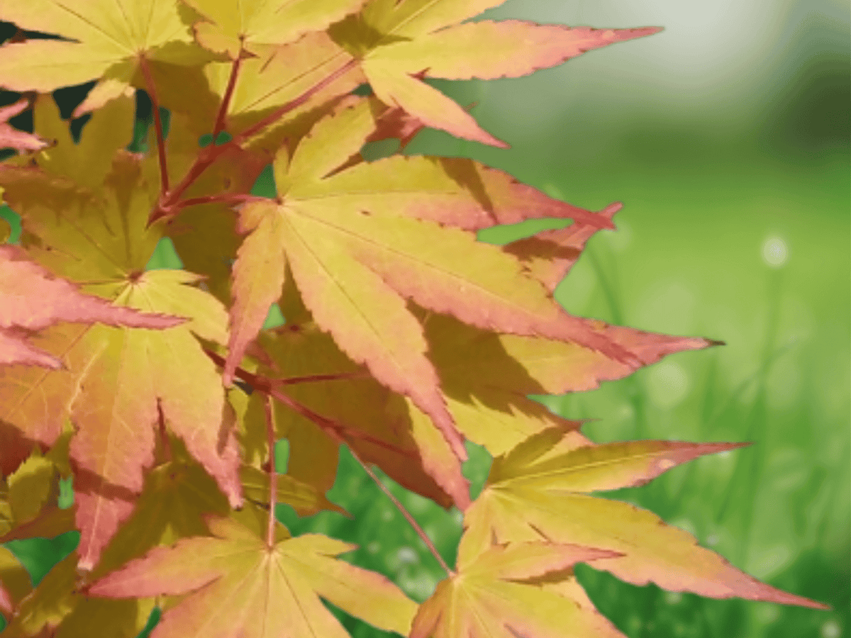 5 Seeds Acer palmatum Sango Kaku Japanese Maple Pink Stem Coral Bark