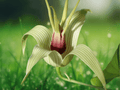 5 Seeds Stemona tuberosa Climbing Vine Ornamental Twining Plant