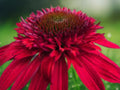 50 Strawberry Deluxe Coneflower Seeds Echinacea Perennial Pink Double