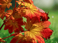 5 Seeds Japanese Fullmoon Maple Acer japonicum Meigetsu Ornamental Deciduous Tree