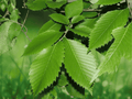 1 American Elm Tree 12" Ulmus americana Bare Root Live Plant