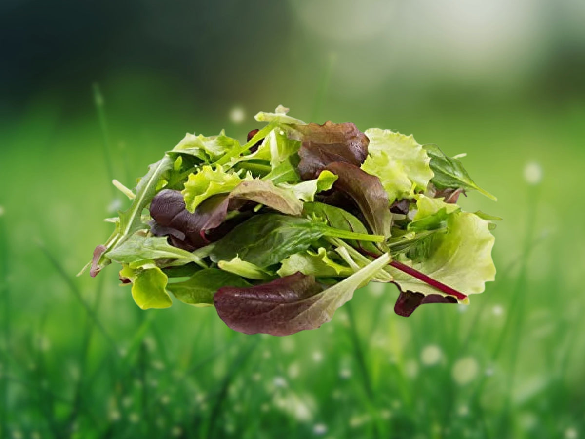 50 Seeds Lettuce Mesclun Mix Non-GMO Heirloom Leafy Green Salad Blend for Containers & Gardens