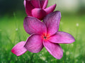 5 Seeds Plumeria Frangipani Bright Purple Pink Fragrant Blooms Tropical Tree Easy Grow Patio Garden
