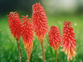 25 Seeds Red Hot Poker Torch Lily Kniphofia Uvaria Perennial Fiery Orange
