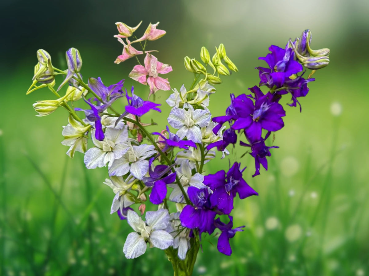 200+ Seeds Larkspur Rocket Mix Purple White Heirloom Annual Wildflower Easy Grow Pollinator Friendly Cottage Garden Border Blooms