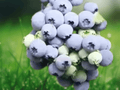 10 Live Plant Emerald Blueberry Vaccinium corymbosum Starter Plug