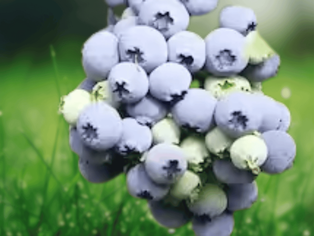 10 Live Plant Emerald Blueberry Vaccinium corymbosum Starter Plug