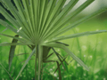 5 Seeds Sabal miamiensis Miami Palmetto Palm Cold Hardy Native Dwarf Palm