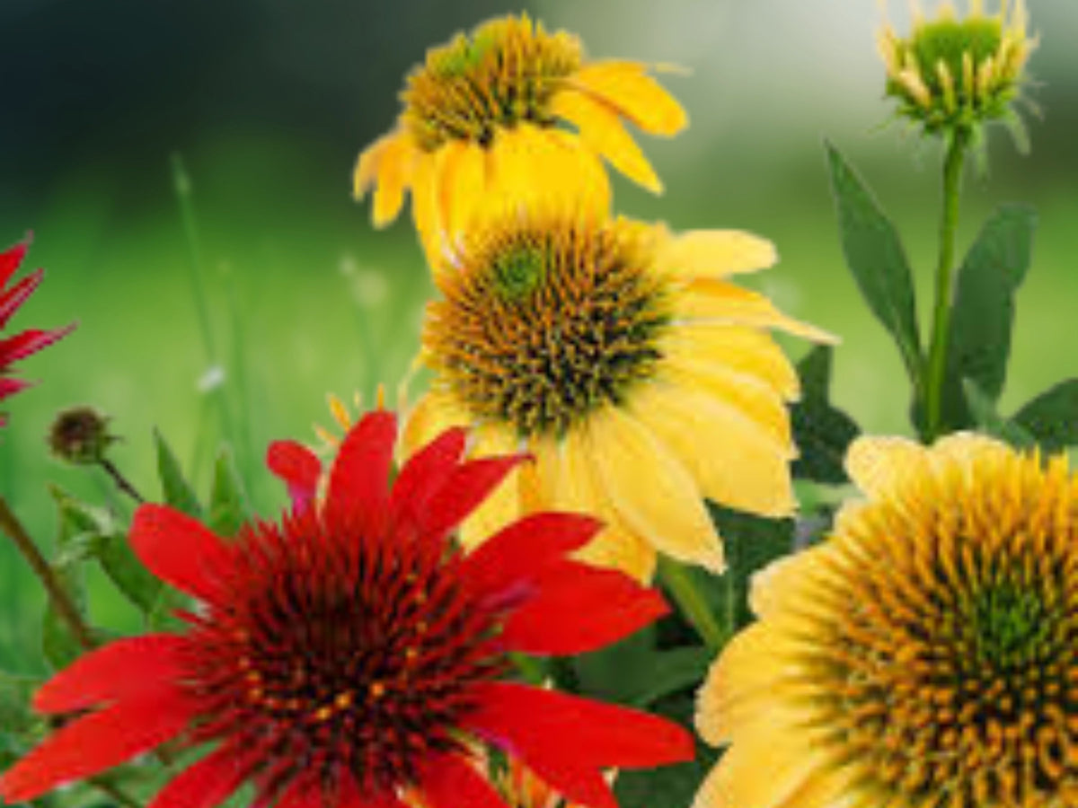 50 Seeds Tomato Mac & Cheese Coneflower Echinacea Perennial Orange Red Blooms Hardy Pollinator Friendly