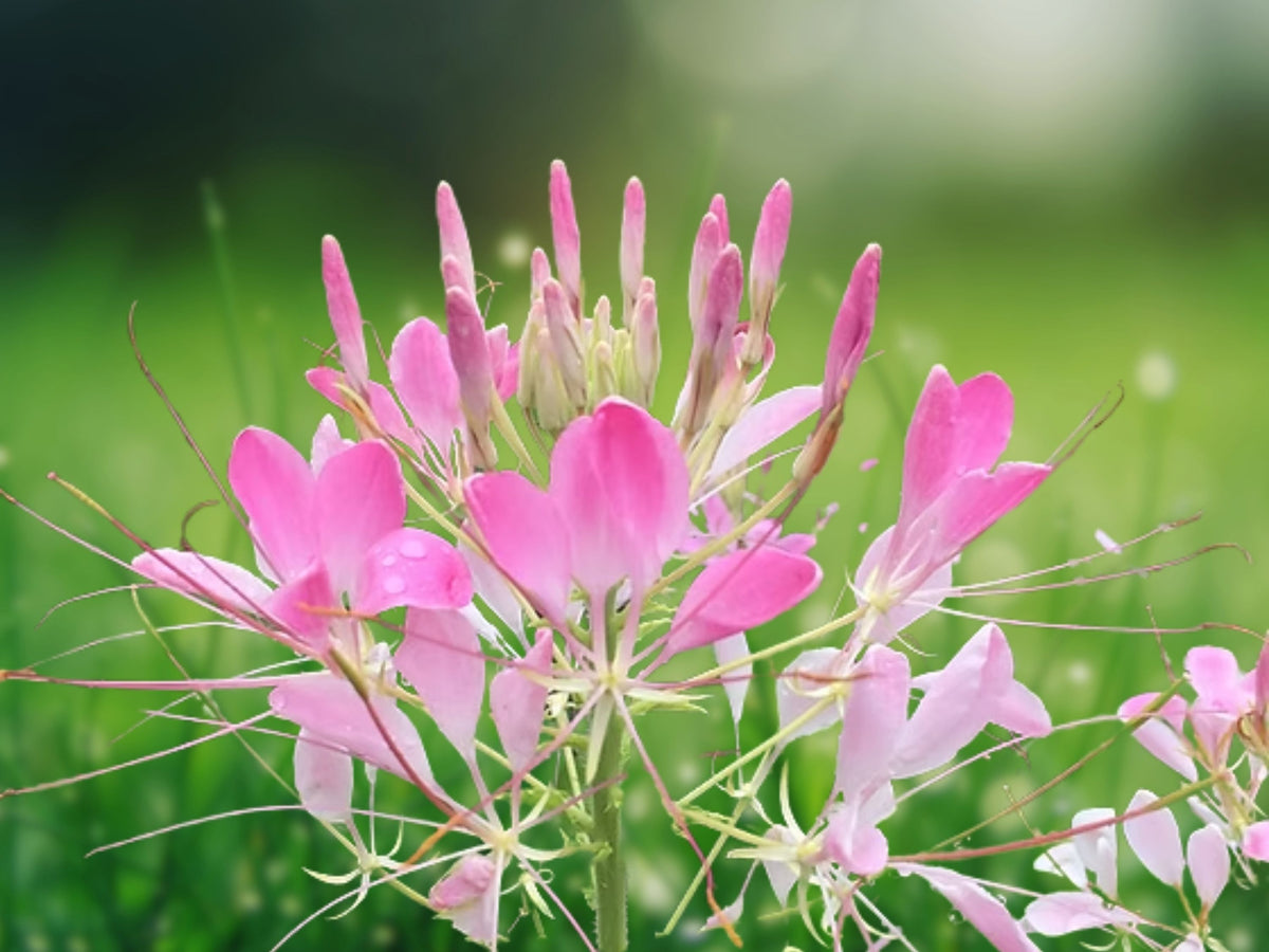 100 Seeds Pink Queen Cleome Spinosa Spider Flower Fragrant Heirloom Annual Easy Grow Pollinator Friendly