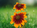 50 Seeds Echinacea Summerina Coneflower Perennial Warm Orange Hardy Pollinator Drought Tolerant