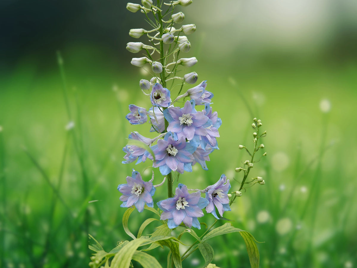 50 Lavender Delphinium Seeds – Graceful Spikes of Soft Purple Blooms – Hardy Perennial Cottage Garden Flower for Borders & Bouquets