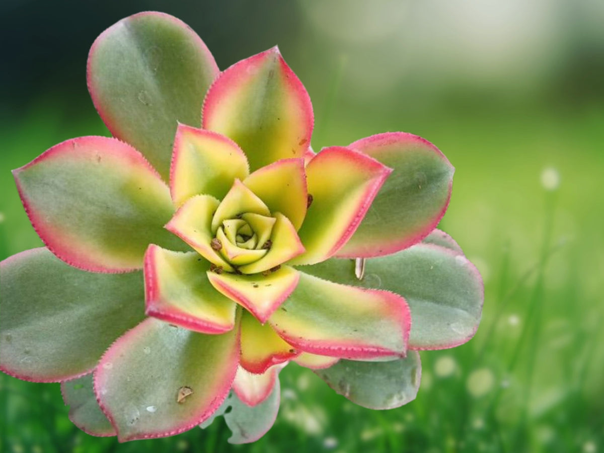 1 Live Plant Aeonium haworthii 'Kiwi' Tricolor Succulent Rosette 2in Pot