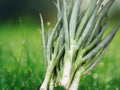 25 Seeds Evergreen Bunching Onion Perennial