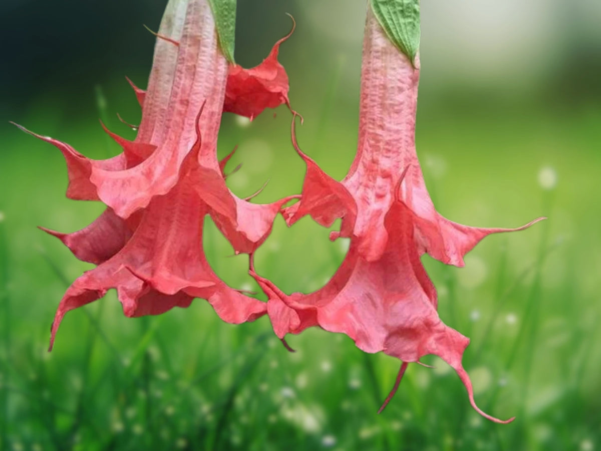 10 Seeds Brugmansia Angel Trumpet Hybrid Soft Pink Blooms Fragrant Tropical Tree
