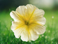 50 Seeds Petunia Two-Tone Yellow White Annual Flower Seeds for Hanging Baskets Pots Garden Borders