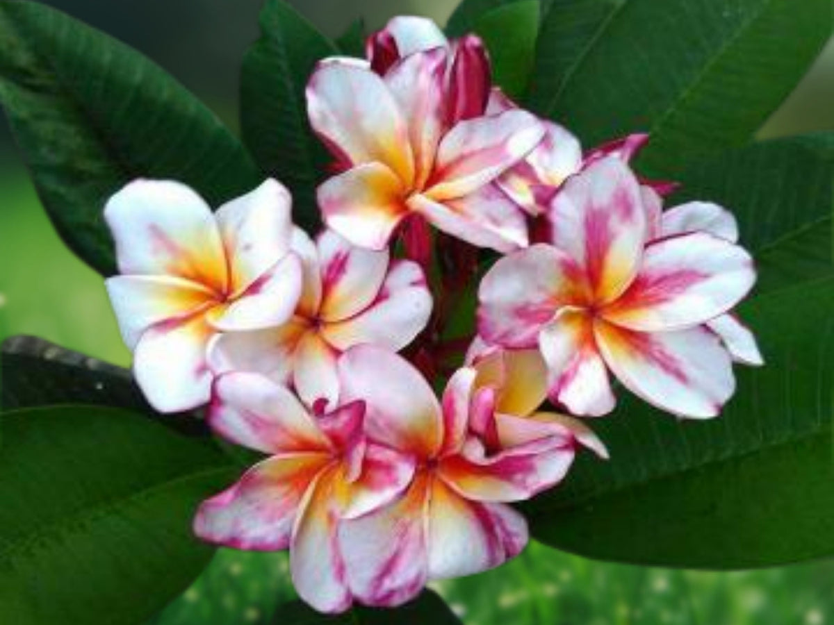5 Seeds White Yellow Pink Plumeria Frangipani Tropical Fragrant Tricolor Exotic Easy Grow Patio Container Garden