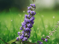 10 Seeds Vitex agnus-castus Shoal Creek Chastetree Hardy Flowering Shrub Ornamental