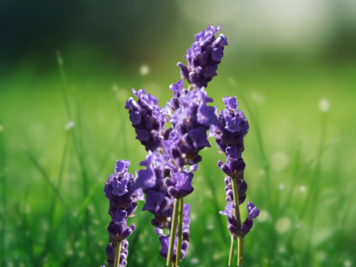 200+ Seeds Lavender Vera English Heirloom Non GMO Fragrant Herb Perennial Easy Grow Pollinator Friendly Patio Container