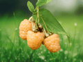 1 Live Plant Fall Gold Everbearing Raspberry Starter Plant