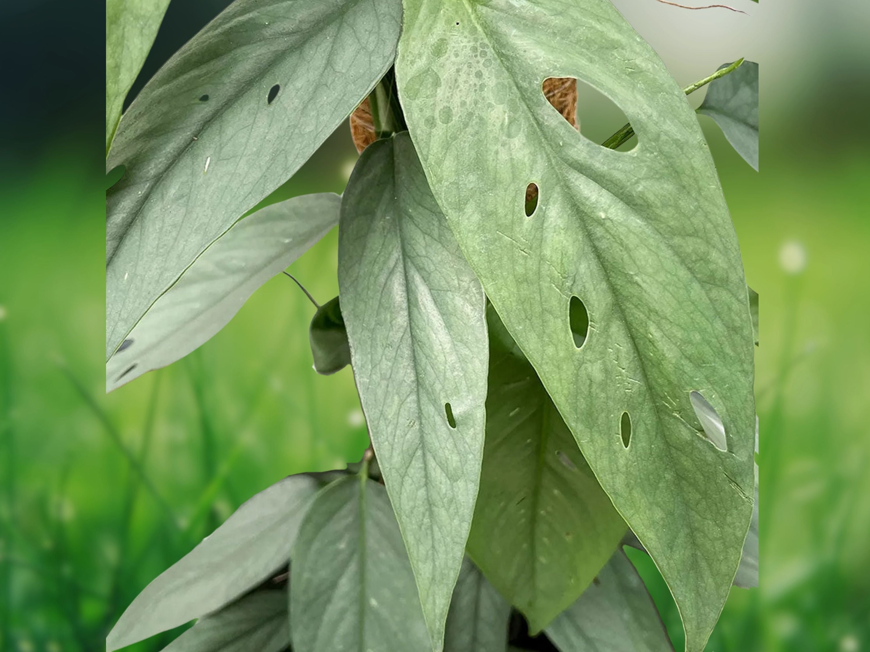 1 Live Plant Cebu Blue Pothos Epipremnum Pinnatum Well Rooted 4-5 Leaves