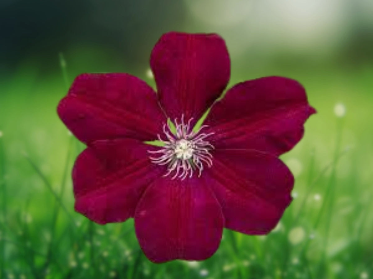 25 Rouge Clematis Seeds Climbing Vine Red Blooms Easy Grow Perennial Flower Trellis Fence Garden Patio Cottage Variety
