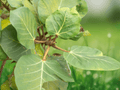 5 Seeds Ficus roxburghii Roxburgh Fig Seeds Hardy Banyan Fig Rare Tropical Fruit Tree