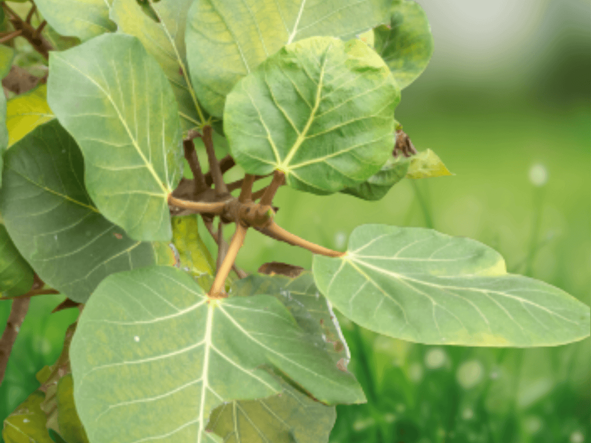 5 Seeds Ficus roxburghii Roxburgh Fig Seeds Hardy Banyan Fig Rare Tropical Fruit Tree