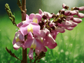 5 Seeds Gliricidia sepium Quick Stick Tree Fast Growing Nitrogen Fixing Shade
