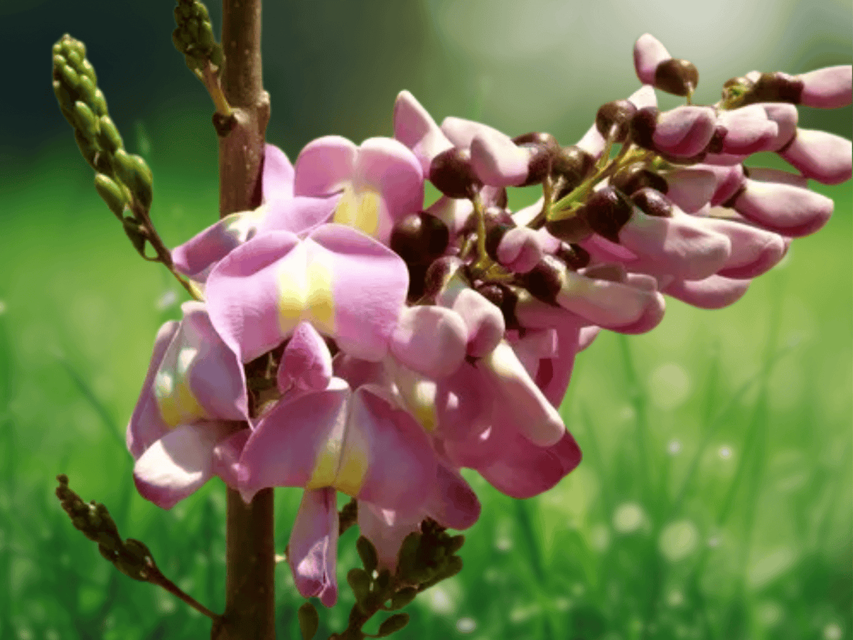 5 Seeds Gliricidia sepium Quick Stick Tree Fast Growing Nitrogen Fixing Shade