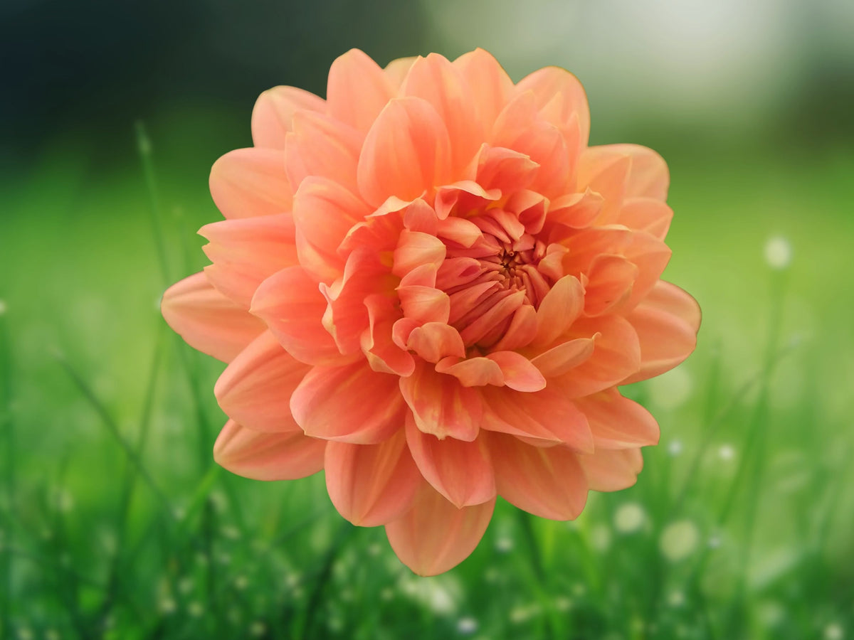 25 Rancho Dahlia Seeds Dahlia Pinnata Mixed Colors Large Double Blooms Perennial Easy Grow Ornamental Garden Plant