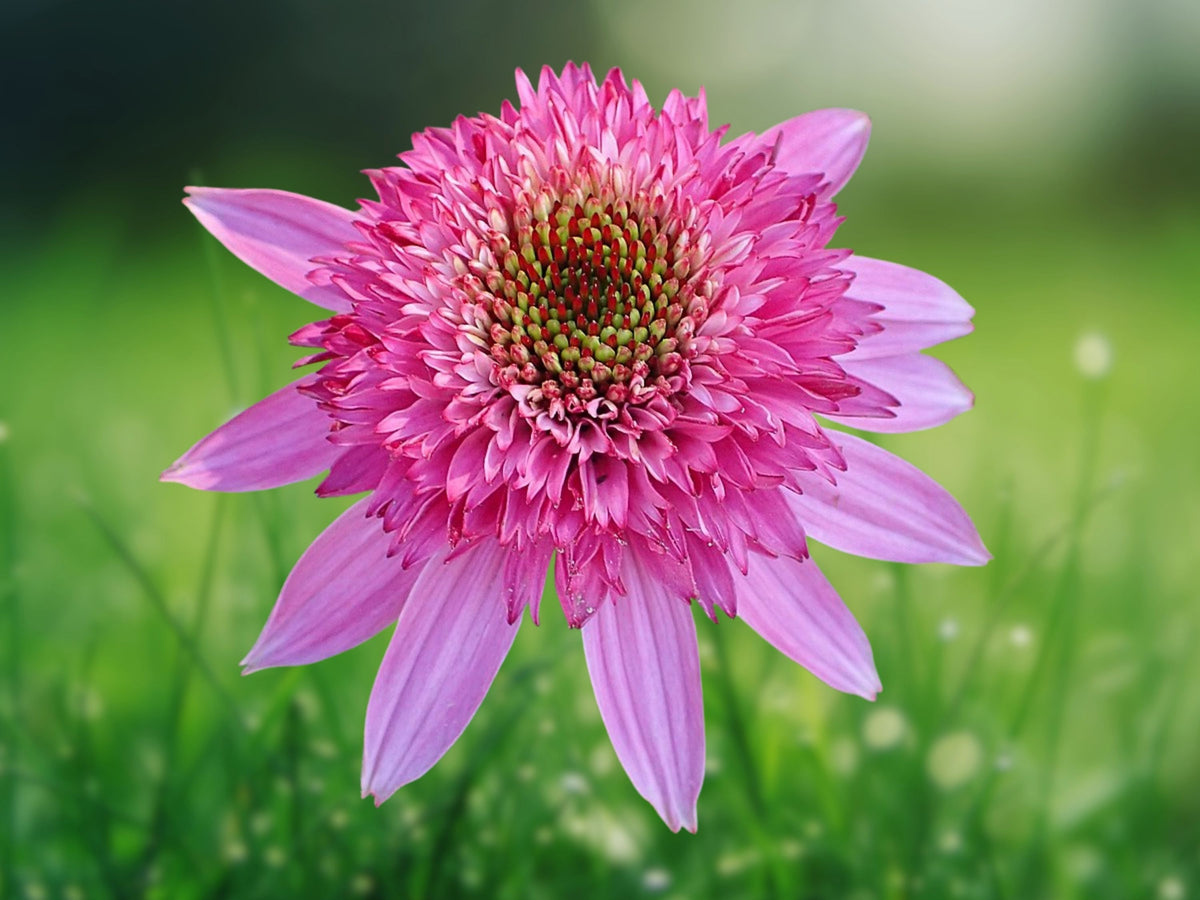 50 Seeds Pink Double Delight Coneflower Echinacea Purpurea Perennial Pollinator Garden