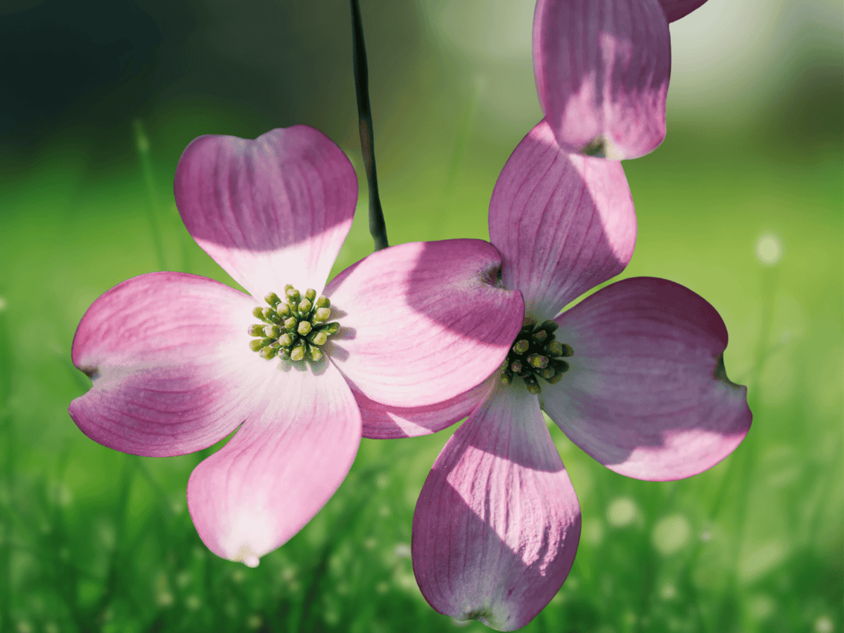 5 Seeds Cornus florida (Pink Flowering Dogwood) Deciduous Tree