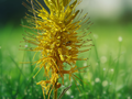 5 Seeds Prince's Plume Stanleya pinnata Perennial Wildflower