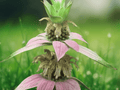 10 Seeds Monarda punctata Spotted Bee Balm Native Perennial Wildflower Pollinator Garden