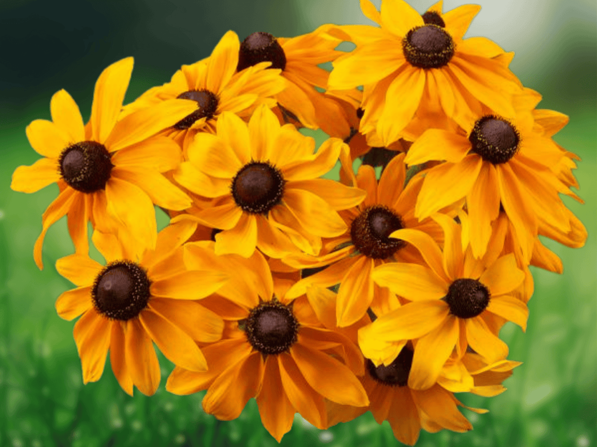 20 Seeds Rudbeckia hirta Marmalade Black-Eyed Susan Bright Golden Blooms