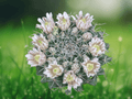 5 Seeds Mammillaria meiacantha (Hardy Ball Cactus) Clumping Cactus Succulent