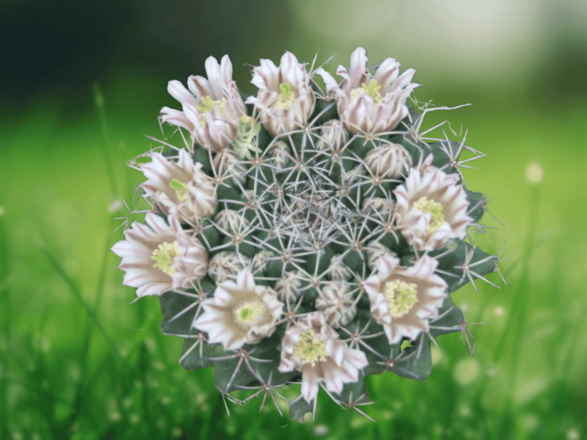 5 Seeds Mammillaria meiacantha (Hardy Ball Cactus) Clumping Cactus Succulent